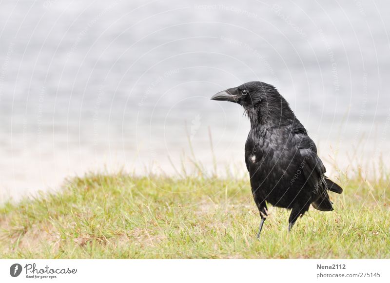 Corvus corax zu Besuch... Natur Tier Gras Vogel 1 Blick stehen warten bedrohlich groß gruselig schwarz Rabenvögel Kolkrabe allesfresser Farbfoto Außenaufnahme