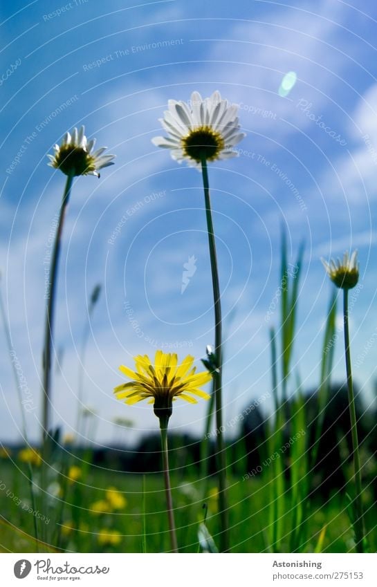 Wiese Umwelt Natur Landschaft Pflanze Himmel Wolken Wetter Schönes Wetter Blume Gras Blatt Blüte Blühend stehen Wachstum blau gelb grün Gänseblümchen Löwenzahn