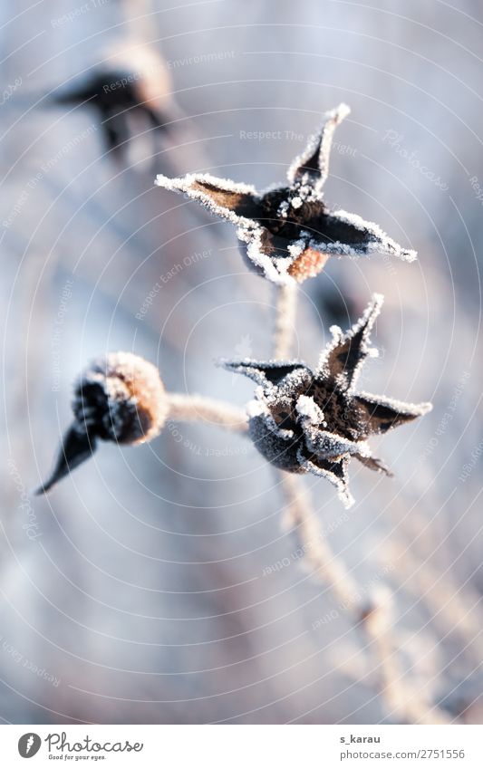 Frost Umwelt Natur Pflanze Winter Wetter Eis Schnee Garten kalt grau weiß Vergänglichkeit Temperatur Zweige u. Äste Blüte Sträucher gefroren Jahreszeiten
