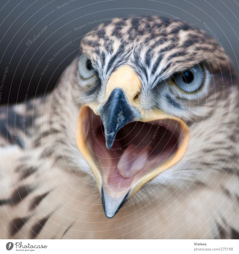 schau mir in die Augen...... Tier Vogel Tiergesicht 1 beobachten schreien bedrohlich gefährlich Kraft Greifvogel Falken Angesicht zu Angesicht Blick Aggression