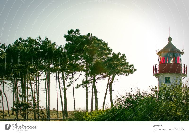 Hiddensee | Hallo Kleiner! Leuchtturm grün rot Baum Anhäufung klein Geländer Turm Strand Aussichtsturm Nadelbaum Außenaufnahme Menschenleer Tag Dämmerung Licht