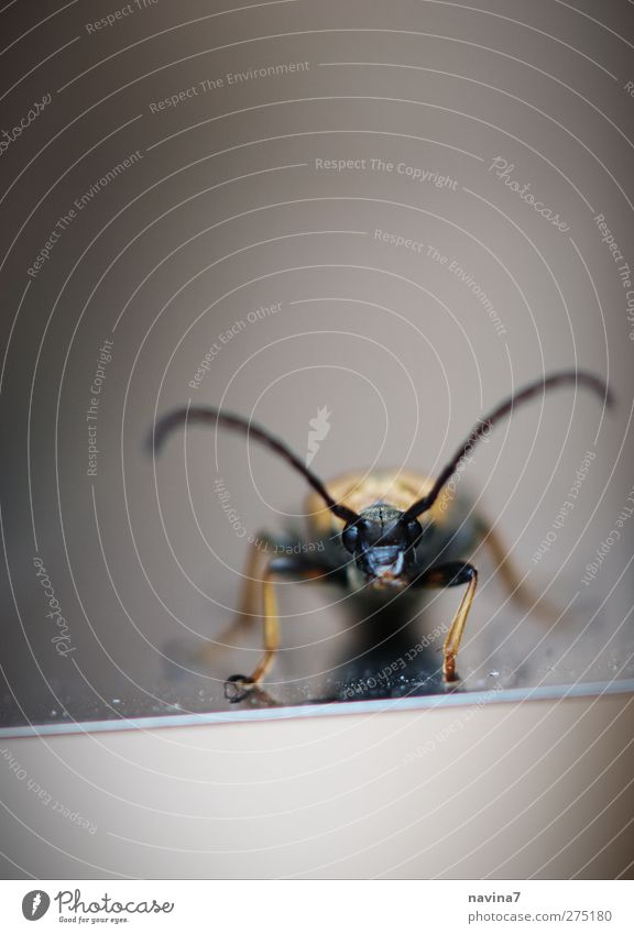 Käfer Antenne Tier 1 klein gold schwarz frontal Farbfoto Außenaufnahme Detailaufnahme Menschenleer Textfreiraum oben Tag Schwache Tiefenschärfe