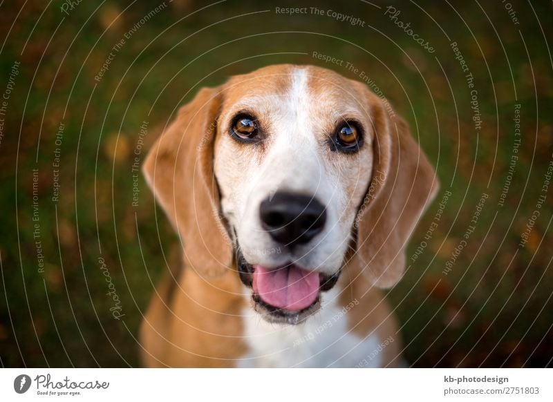 Portrait of a beagle dog Tier Haustier Hund Beagle 1 Blick Dog Race Dog breed purebred Friendship mammal Domestic animal young clever Head Snout Floppy ears