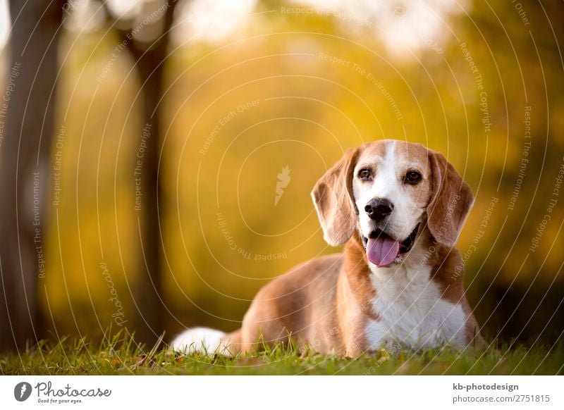 Portrait of a beagle dog Tier Haustier Hund Beagle 1 Blick sitzen Dog Race Dog breed purebred Friendship mammal Domestic animal young clever Head Snout