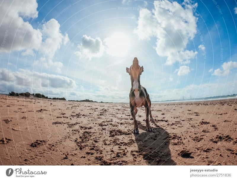 Hund wartet auf das Spiel Glück schön Sommer Strand Freundschaft Natur Tier Sand Haustier springen dünn klein lustig grau Aktion wach sportlich Ball beste groß