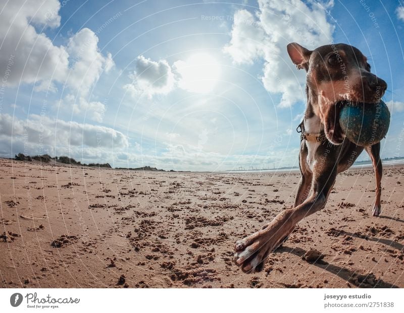 Mini Pincher Hund beim Spielen mit dem Ball am Strand Glück schön Sommer Freundschaft Natur Tier Sand Küste Haustier springen dünn lustig grau Aktion wach