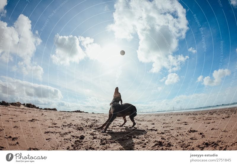 Mini Pincher Hund beim Spielen mit dem Ball am Strand Glück schön Sommer Freundschaft Natur Tier Sand Küste Haustier springen dünn lustig grau Aktion wach