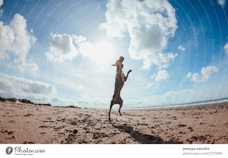 Mini Pincher Hund beim Spielen mit dem Ball am Strand Glück schön Sommer Meer Freundschaft Natur Tier Sand Küste Haustier springen dünn lustig grau Aktion wach