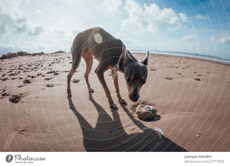 Hund am Strand Glück schön Sommer Freundschaft Natur Tier Sand Haustier springen dünn klein lustig grau Aktion wach sportlich Ball beste groß fangen fangend