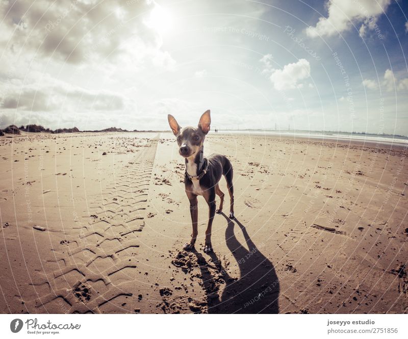 Mini Pincher Hund wartet auf das Spiel mit dem Ball am Strand. Glück schön Sommer Freundschaft Natur Tier Sand Haustier springen dünn klein lustig grau Aktion