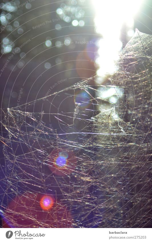 Im Reich der Spinne Natur Sonnenaufgang Sonnenuntergang Sträucher Wald Linie Netzwerk Spinnennetz leuchten natürlich wild ästhetisch Partnerschaft bizarr