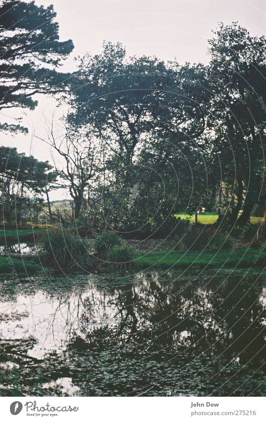 Englische Bukolik Ausflug Abenteuer Sonnenlicht Pflanze Baum Gras Sträucher Garten Park Seeufer Teich wild Einsamkeit Hoffnung Horizont Idylle Vergänglichkeit