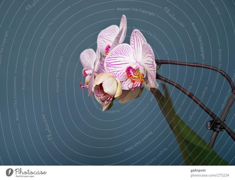 die schöne Genügsame Natur Pflanze Blume Orchidee Blatt Blüte Wildpflanze Topfpflanze exotisch Blühend Wachstum Duft positiv blau grün rosa Begierde Romantik