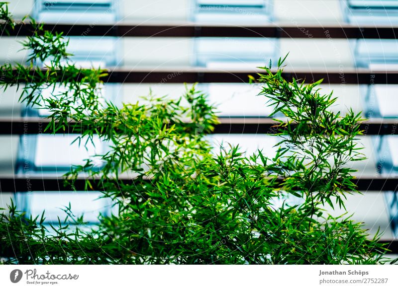 moderne urbane Business Architektur Stil Garten Büro Börse Unternehmen Pflanze Baum Blatt grün Bauhaus Bürogebäude Hintergrundbild geschmackvoll ökologisch Glas