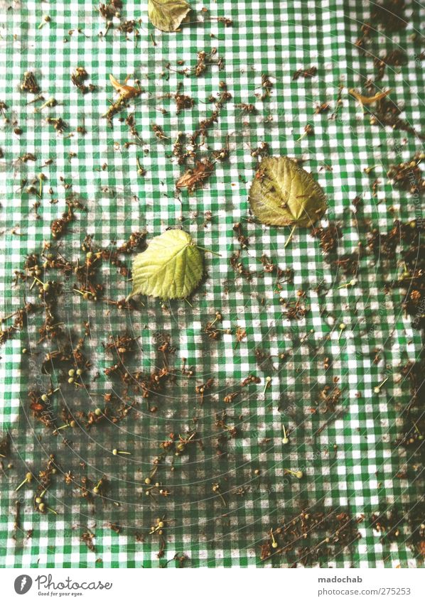 Pixelfehler Blatt dreckig kariert Herbstlaub Tischwäsche grün Farbfoto mehrfarbig Außenaufnahme Detailaufnahme abstrakt Muster Strukturen & Formen Menschenleer