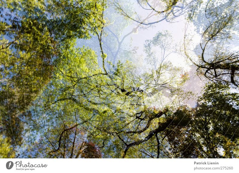 Organix Umwelt Natur Pflanze Urelemente Frühling Sommer Wetter Baum Wald beobachten ästhetisch natürlich positiv grün bizarr Erholung Freiheit Zufriedenheit