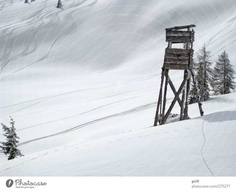 skiing in Wagrain Tourismus Winter Berge u. Gebirge Sport Wintersport Skipiste Landschaft Hügel Hochsitz frisch kalt weiß Idylle europäische alpen