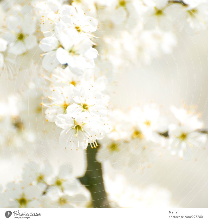 Weiß mit Ast (aber ohne Blumenstrauß) Umwelt Natur Pflanze Frühling Sommer Sträucher Blüte Blühend Wachstum Duft hell schön nah natürlich weiß Farbfoto