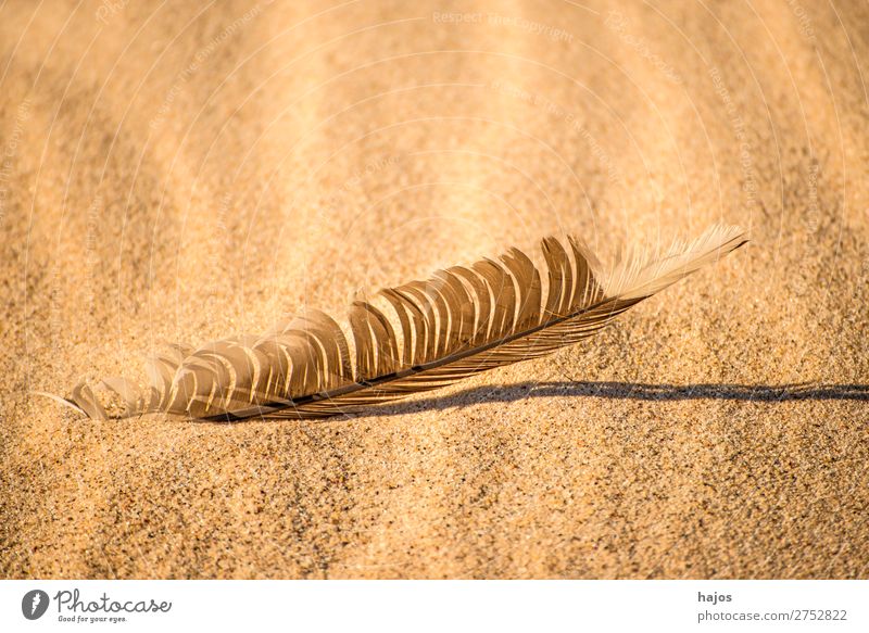 Vogelfeder am Strand Natur Sand Wildtier weich braun Feder Möwenfeder Sonne Schatten Textfreiraum Farbfoto Außenaufnahme Nahaufnahme Menschenleer