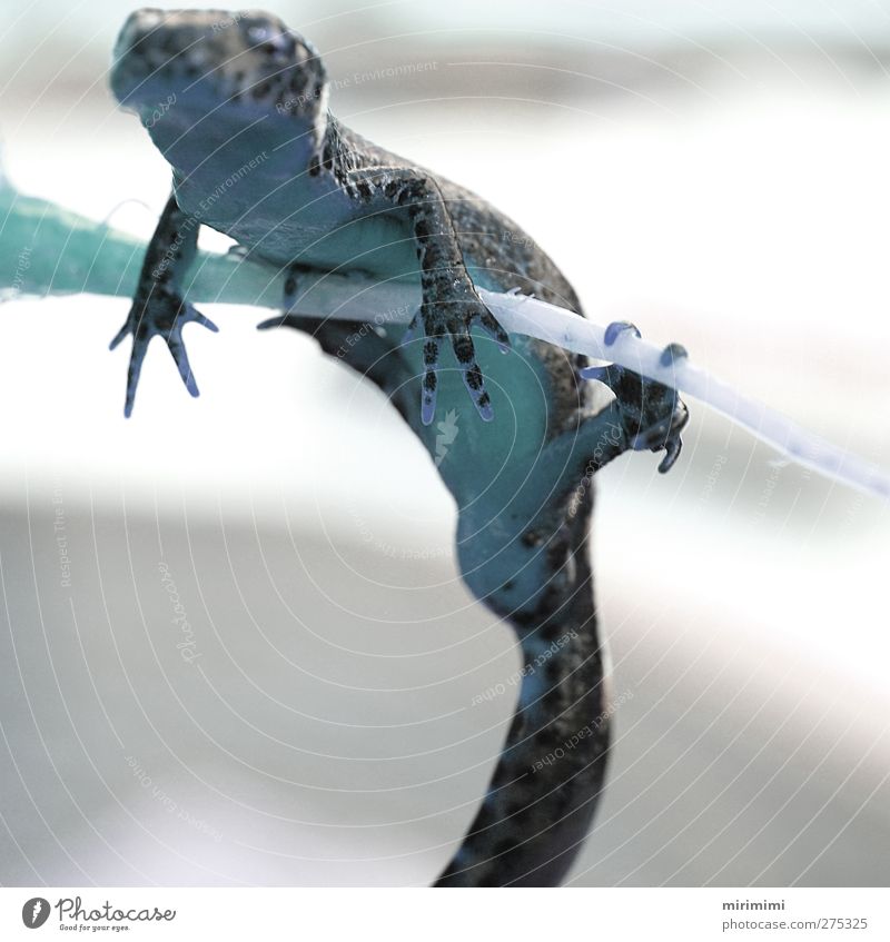 Molchi in Blue Tier Frosch 1 entdecken hängen Leopardenmuster Gedeckte Farben Außenaufnahme Makroaufnahme Hintergrund neutral Tag Silhouette Unschärfe