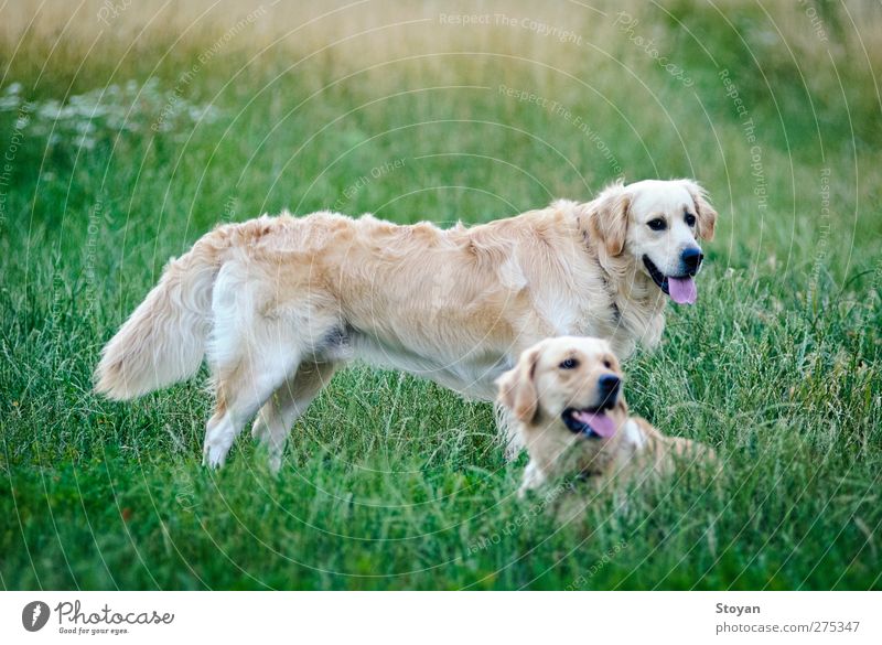 dreimal glücklicher Golden Retriever auf dem Gras (Feld) liegend Natur Pflanze Garten Park Tier Haustier Hund 2 Tierpaar Tierfamilie genießen Lächeln Blick