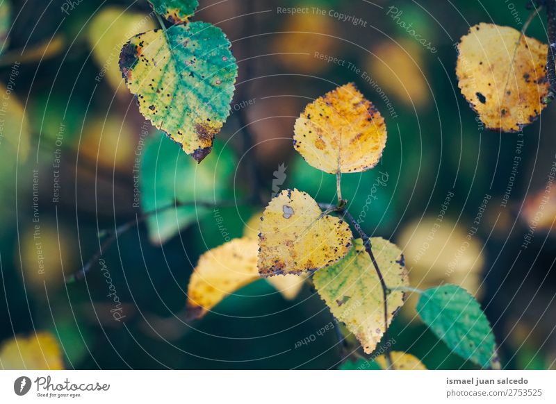 grün gelbe Blätter Blatt Natur abstrakt Konsistenz Außenaufnahme Hintergrund Beautyfotografie Zerbrechlichkeit Herbst fallen Winter