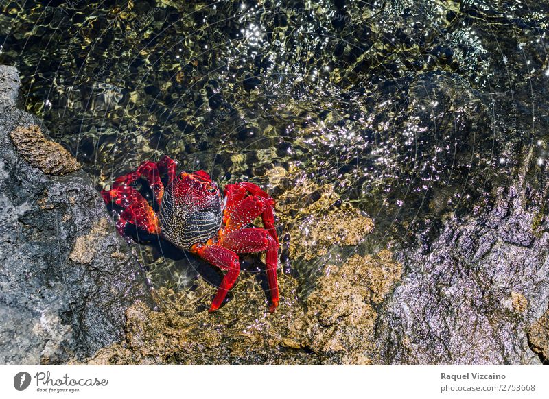Rote Krabbe auf dem Felsen, mit dem Meer drum herum. Wasser Sonnenlicht Sommer Strand Tier Wildtier 1 rot Gelassenheit Leben Farbfoto Außenaufnahme Luftaufnahme