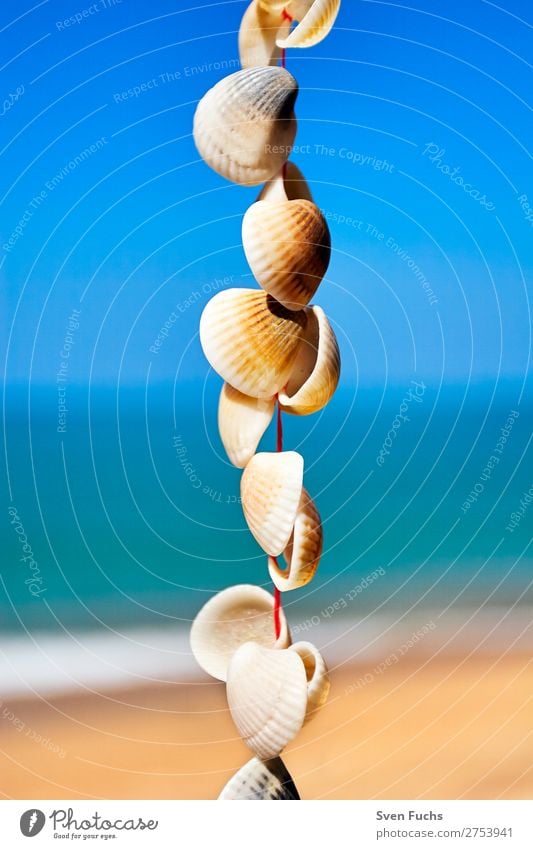 Muscheln an einer Schnur vor Himmel, Meer und Sandstrand Leben harmonisch Erholung Meditation Ferien & Urlaub & Reisen Sommer Strand Dekoration & Verzierung