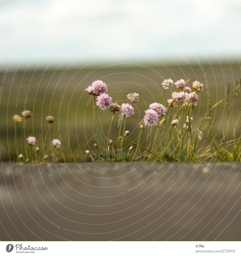 Strandbömmels | Helmsand Umwelt Natur Landschaft Pflanze Frühling Sommer Schönes Wetter Küste Nordsee Blühend Duft verblüht klein grün violett rosa türkis weiß