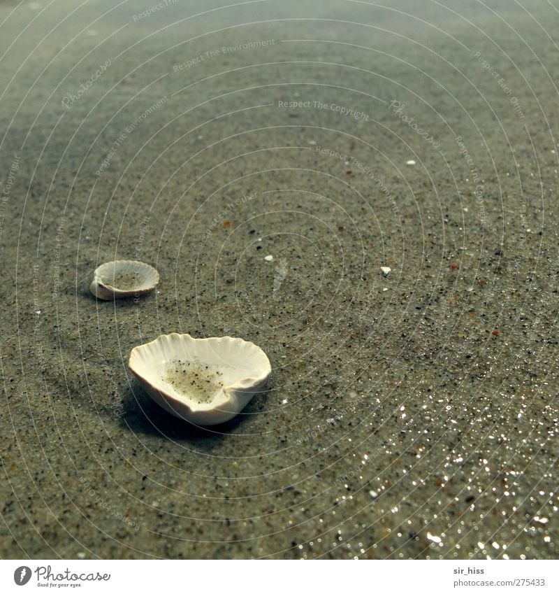 Hiddensee | Muschelsuppe Natur Sand Wasser Strand Ostsee Meer ästhetisch authentisch dreckig elegant Flüssigkeit kalt kaputt trist braun grau friedlich