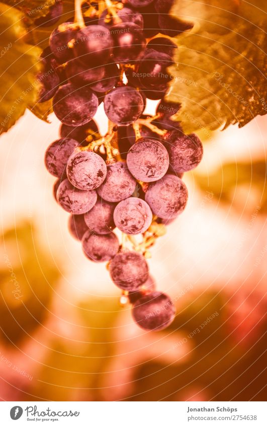 Weintraube in einem Weinberg Wege & Pfade rosa 2019 Color of the Year 2019 Farbe des Jahres Farbtrends Frankreich Himmel Korallen Living Coral Farbkarte