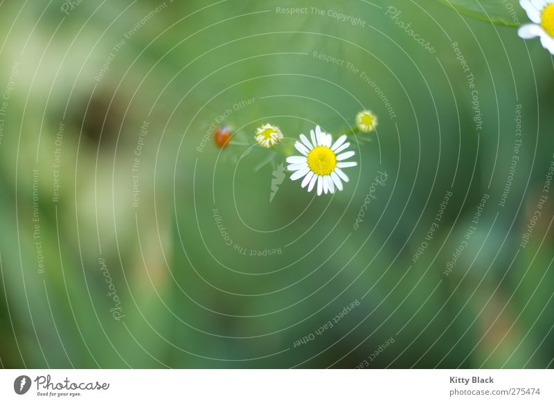 Kamille Natur Sommer Blume Wildpflanze Garten Käfer 1 Tier Perspektive Unschärfe Farbfoto Außenaufnahme Nahaufnahme Menschenleer Tag