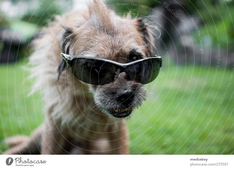 UV-Schutz Sommer Gras Garten Accessoire Sonnenbrille Haare & Frisuren brünett Punk Behaarung Tier Hund Tiergesicht 1 Erholung hocken Blick bizarr einzigartig