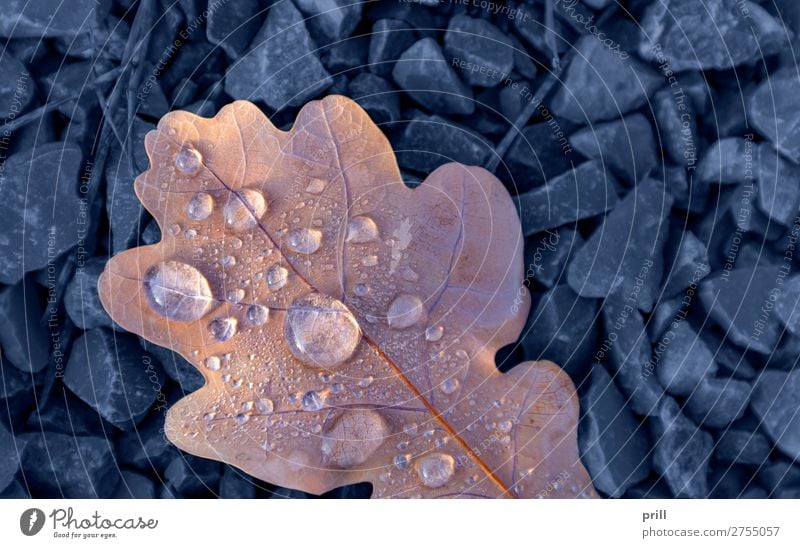 wet autumn leaf Natur Wasser Wassertropfen Herbst Blatt Flüssigkeit frisch kalt nass oben blau Herbstlaub formatfüllend natürlich feucht ausschnitt tau Kies