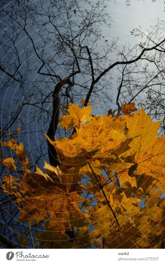 Baldachin Umwelt Natur Landschaft Pflanze Luft Himmel Wolkenloser Himmel Herbst Klima Wetter Schönes Wetter Baum Blatt Wildpflanze Ahorn Ahornblatt