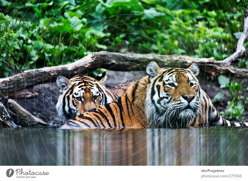 Sibirische Tiger Tier 2 Blick Geschwindigkeit Angst die.projektoren Joerg farys Wasserstelle gestreift Tigerfellmuster Farbfoto Außenaufnahme Menschenleer Tag