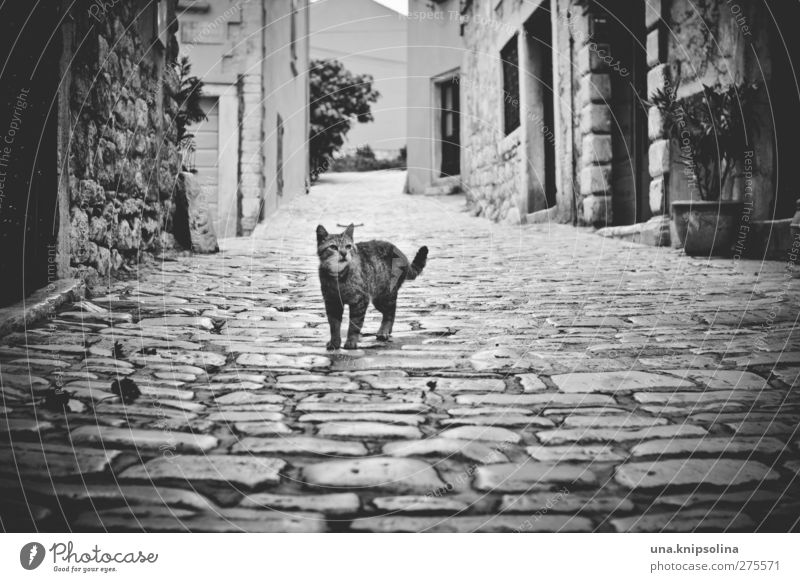 maca Rovinj Stadt Altstadt Menschenleer Haus Mauer Wand Straße Wege & Pfade Kopfsteinpflaster Haustier Katze beobachten stehen dunkel eckig natürlich Neugier