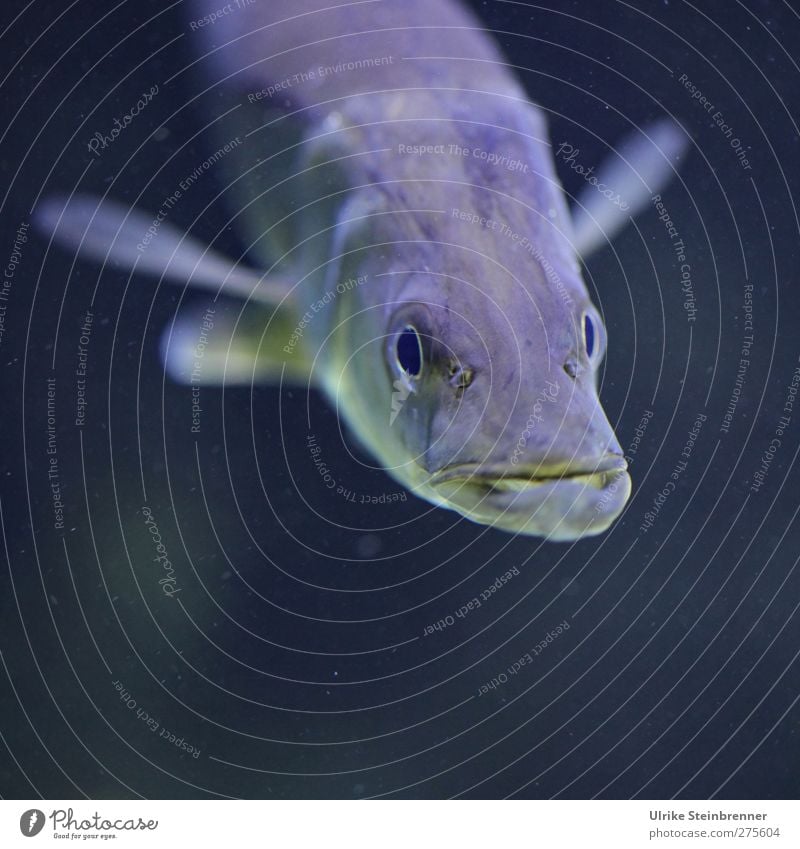 Meine Fresse Nutztier Fisch Aquarium Hecht Esociformes Knochenfische Amerikanischer Hecht atmen beobachten Schwimmen & Baden nass natürlich Neugier Kraft