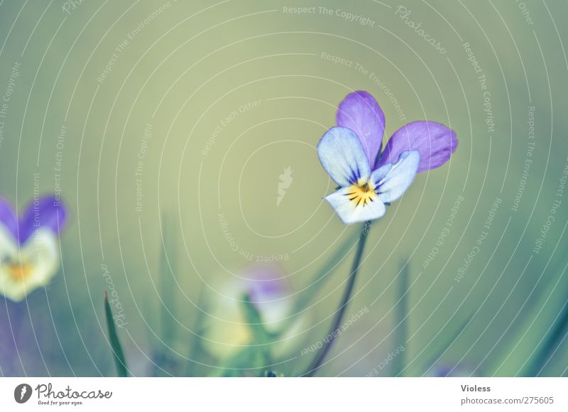 Hiddensee | ...verträumt Umwelt Natur Pflanze Blüte träumen Stiefmütterchen Duftveilchen Veilchengewächse Farbfoto mehrfarbig Außenaufnahme Detailaufnahme