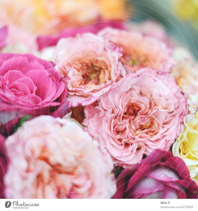 rosig Pflanze Frühling Sommer Blume Rose Blüte Blühend Duft rosa Blumenstrauß Farbfoto mehrfarbig Nahaufnahme Muster Strukturen & Formen Menschenleer