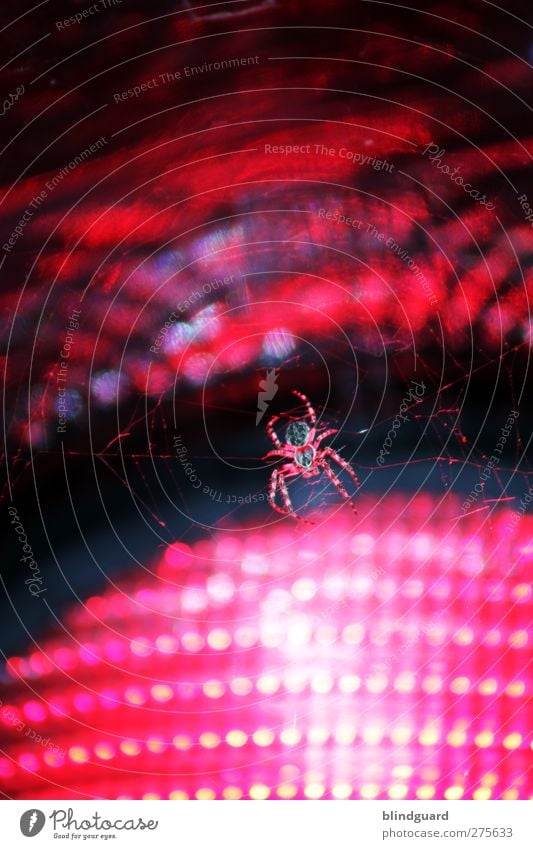 Red Lights Tier Ampel Spinne 1 Glas hängen Ekel fest rosa rot schwarz Entsetzen warten Insekt arachnophobie Lampe Verkehrszeichen Netz Spinnennetz Farbfoto