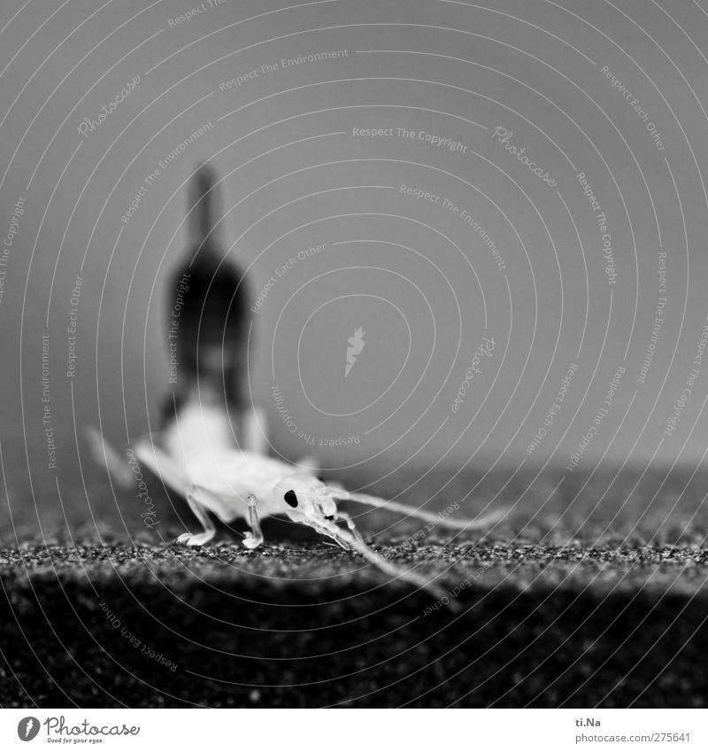 Tapetenwechsel fast geschafft Garten Tier Wildtier Ohrkneifer 1 krabbeln laufen Wachstum klein wild grau schwarz weiß geduldig Insekt Schwarzweißfoto