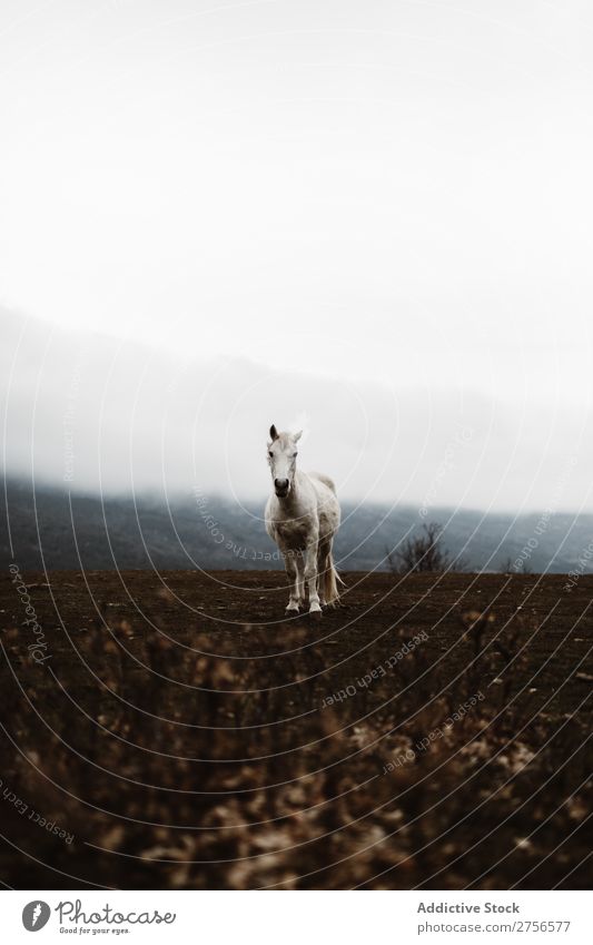 Weißes Pferd am Hang weiß Natur stehen Nebel Boden Hengst pferdeähnlich Freiheit Mähne Bauernhof frei Kraft wild Biest Säugetier stark grau silber schön Tier