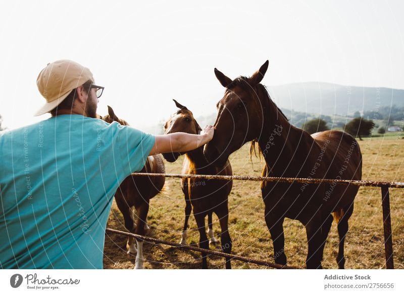 Mann füttert Pferde Herde Zaun Landschaft Bauernhof Natur Hengst ländlich Feld Tier Weide Ranch Gras Säugetier braun heimisch Reiterin pferdeähnlich