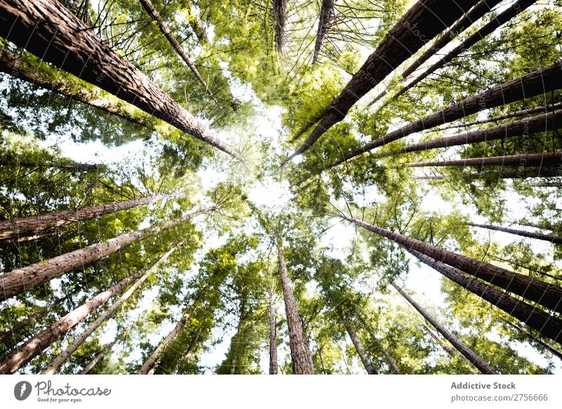 Hochwald im Wald Baum Höhe grün Natur Park schön Licht Sonnenstrahlen natürlich Umwelt Ferien & Urlaub & Reisen Landschaft Tanne Blatt wild Beautyfotografie