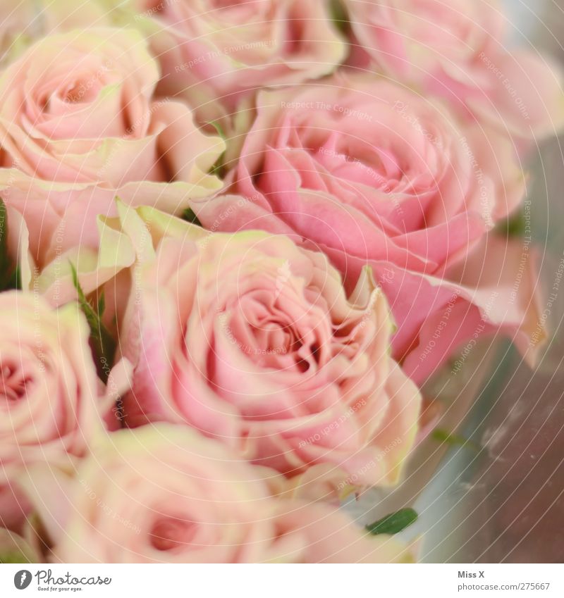 Blumig Pflanze Blume Rose Blüte rosa Blumenstrauß Romantik Verliebtheit Farbfoto Nahaufnahme Muster Strukturen & Formen Menschenleer Schwache Tiefenschärfe