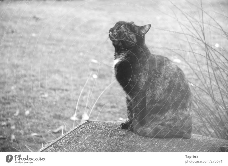 Katze 1 Tier Holz Glück Abenteuer Zufriedenheit Schwarzweißfoto Außenaufnahme Nahaufnahme Tag geschlossene Augen
