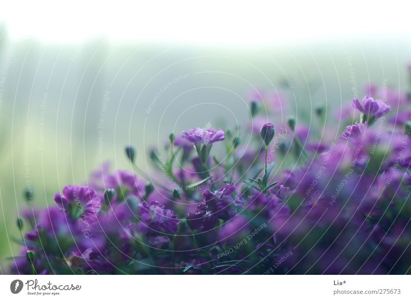 Lila Blüten strecken sich zum Licht Pflanze Blume Blühend Duft violett Hoffnung Umwelt Wachstum Farbfoto Außenaufnahme Nahaufnahme Detailaufnahme Makroaufnahme