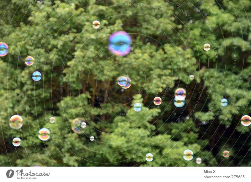 Bubble Luft fliegen rund Seifenblase viele Baum Farbfoto Außenaufnahme Muster Menschenleer