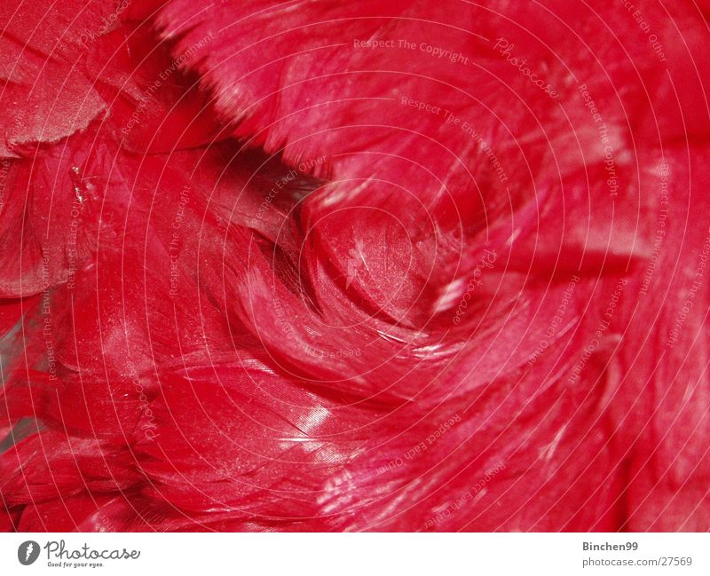 Federhaufen rot Haufen Hintergrundbild weich Makroaufnahme Nahaufnahme Ferdern